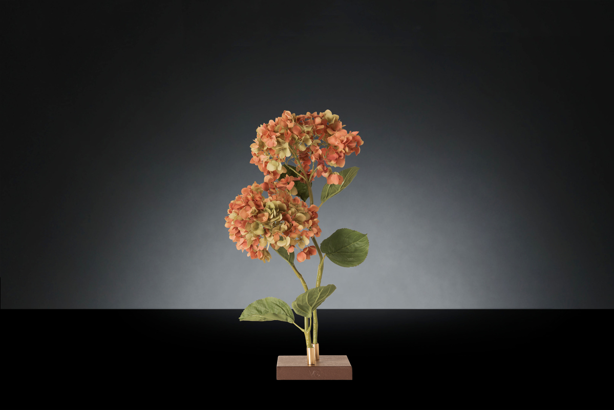 1700221144-1142929.37 HYDRANGEA_2LOW